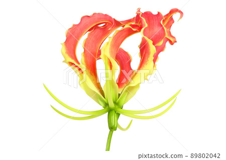 [Gloriosa] (Depth synthesis) 89802042