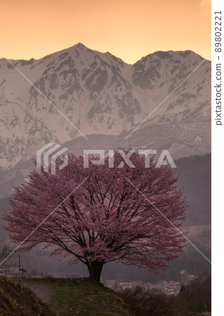 Shirouma Sanzan and Nohira's one cherry blossom in the evening glow 89802221