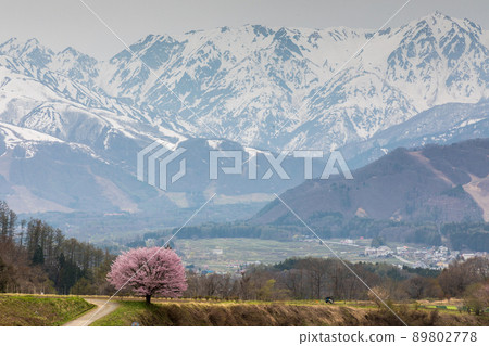 以殘雪的北阿爾卑斯山為背景的能平的一朵櫻花 89802778