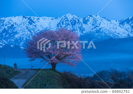 Blue Moment Northern Alps and One Sakura 89802781