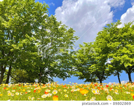 冰島罌粟在初夏清新的藍天映襯下綻放 89802869