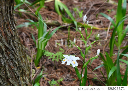 蝴蝶花和芽 蝴蝶花和芽 89802871