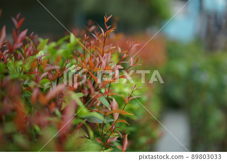tree and green leaf with blur background. 89803033