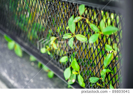 Close up Little Leaf appear from the steel grill. 89803041