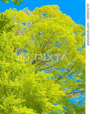 仰望藍天照耀樹木的新紀錄 89803259