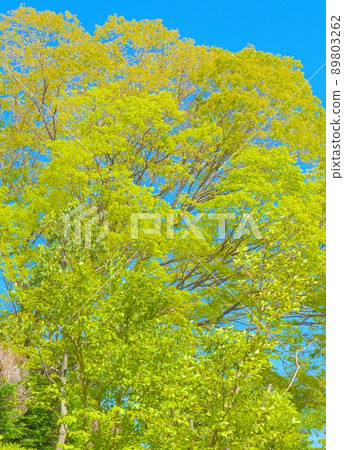 A clear sky that shines in the fresh green of a giant tree 89803262