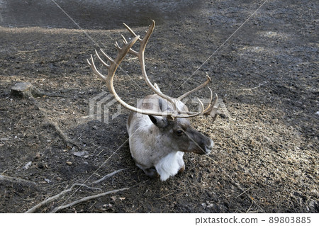 Reindeer with big antlers is resting on the ground in the sun Reindeer with big antlers is resting on the ground in the sun 89803885