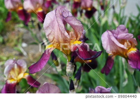 German iris German iris 89804440