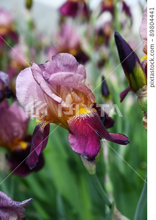German iris German iris 89804441