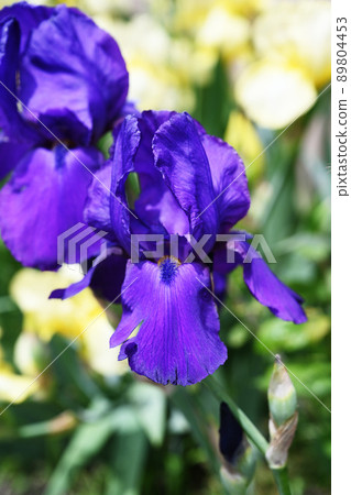 German iris 89804453