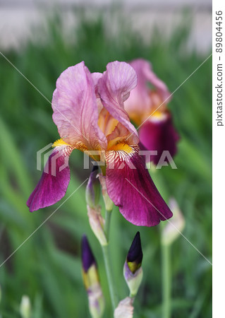 German iris 89804456