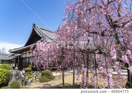 Weeping cherry blossoms in the garden of Hojuin 89804775