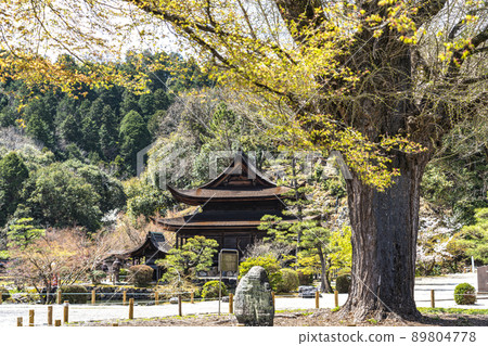 永法寺的大銀杏和國寶觀音堂 永法寺的大銀杏和國寶觀音堂 89804778