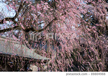 Sakura in Kakunodate, Akita Prefecture, Bukeyashiki Street 89804988