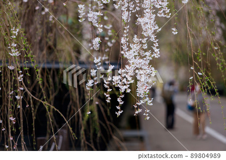 Sakura in Kakunodate, Akita Prefecture, Bukeyashiki Street 89804989