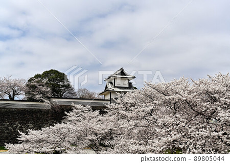 Cherry blossom view of Kanazawa Castle Park Cherry blossom view of Kanazawa Castle Park 89805044