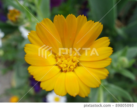 Yellow calendula flower 89805093