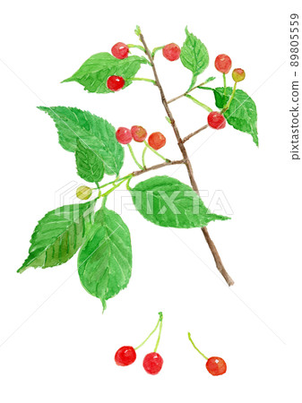 Prunus pseudo-cerasus watercolor illustration of cherries Prunus pseudo-cerasus watercolor illustration of cherries 89805559