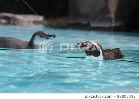 Aso Cuddly Dominion, 熊本 Aso Cuddly Dominion, 熊本 89805592