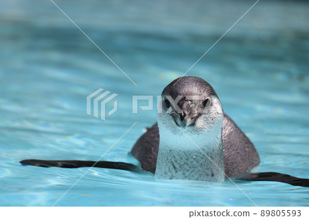 Aso Cuddly Dominion, 熊本 89805593