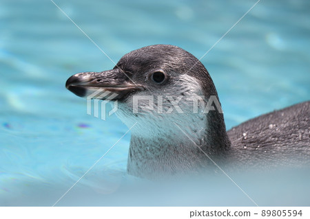 Aso Cuddly Dominion, 熊本 Aso Cuddly Dominion, 熊本 89805594