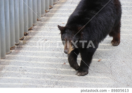 Aso Cuddly Dominion, Kumamoto 89805613