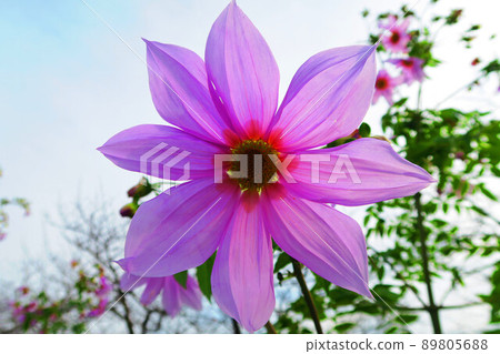 Landscape with flowers of Emperor Dahlia (Dahlia imperialis) 89805688