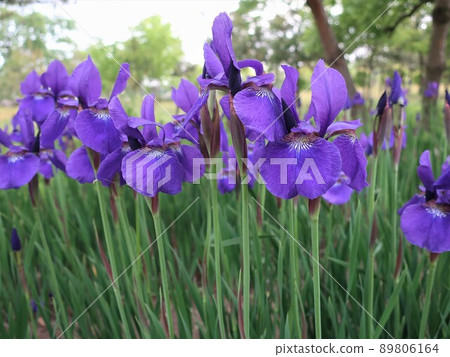 Iris 89806164
