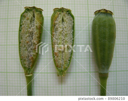 Papaver dubium fruit and seeds cut in half 89806210