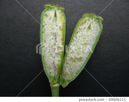 A state of carving out the fruit of Papaver dubium 89806211