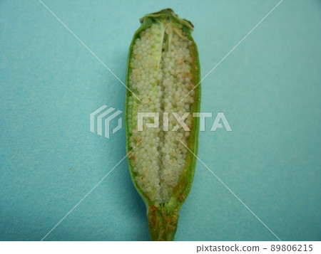 藍色背景下罌粟果實的橫截面和內部結構 藍色背景下罌粟果實的橫截面和內部結構 89806215