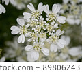 Orlea 89806243