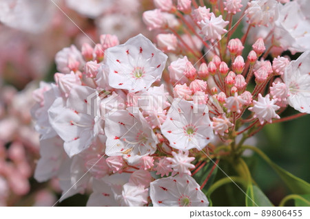 Kalmia (美國 Ishikusuhana) 花和芽 Kalmia (美國 Ishikusuhana) 花和芽 89806455