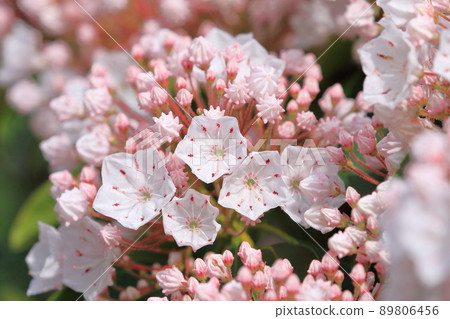 Kalmia (美國 Ishikusuhana) 花和芽 Kalmia (美國 Ishikusuhana) 花和芽 89806456