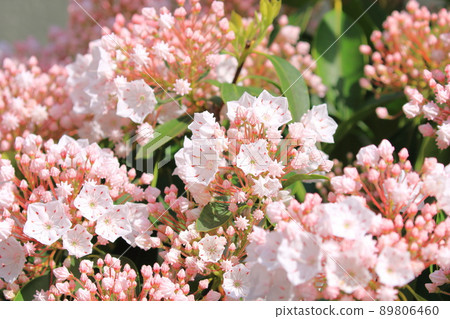 Kalmia (美國 Ishikusuhana) 花和芽 89806460