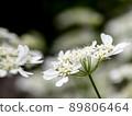 Orlea 89806464