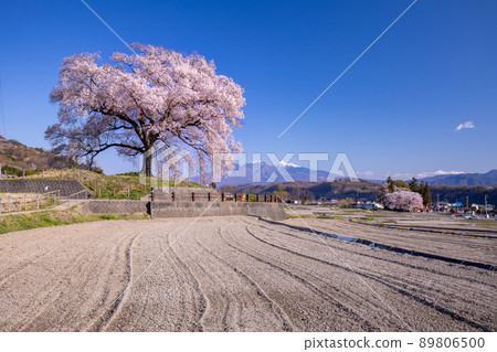 Wanizuka櫻花盛開在鄉下 Wanizuka櫻花盛開在鄉下 89806500