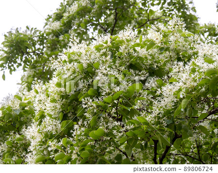 Flower of Hinatsubotago 89806724