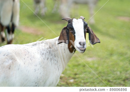 Nubian goat Nubian goat 89806898