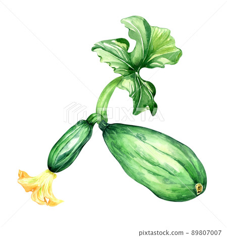 Vegetable marrow plant, squash watercolor illustration on white Vegetable marrow plant, squash watercolor illustration on white 89807007