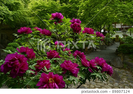 法德寺的按鈕盛開的花園 法德寺的按鈕盛開的花園 89807124