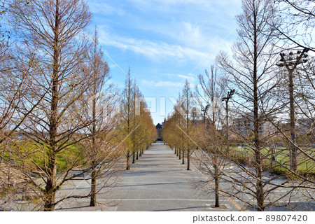 A row of Metasequoias trees in Hiratsuka Banyu Fureai Park A row of Metasequoias trees in Hiratsuka Banyu Fureai Park 89807420