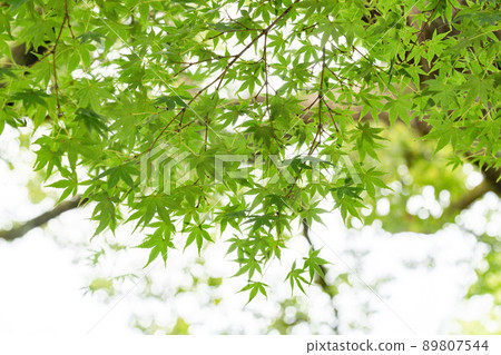 新鮮的綠色圖像切割 新鮮的綠色圖像切割 89807544