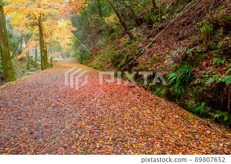 Atera-no-Nanataki Autumn Leaves Autumn Walking Path Promenade Atera-no-Nanataki Autumn Leaves Autumn Walking Path Promenade 89807652