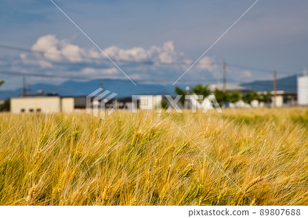 Spring-wheat field 89807688