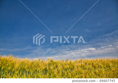 春麥田 89807745
