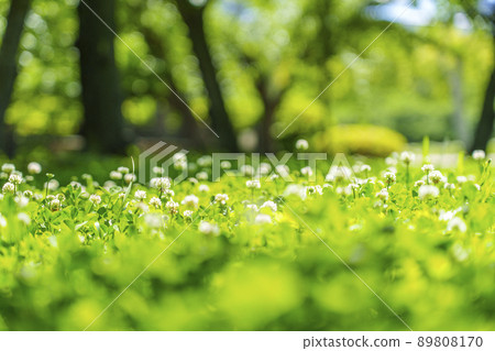 White clover clover bokeh fresh green season (2022 early summer Osaka Castle-Nishinomaru Garden) 89808170
