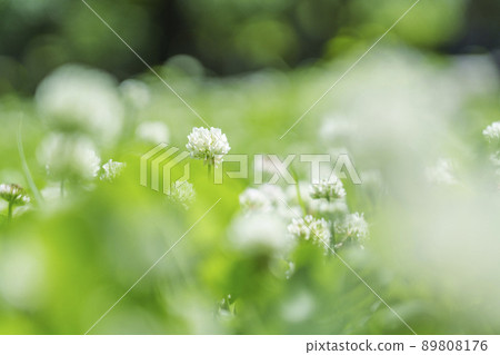白三葉草三葉草散景新鮮的綠色季節(2022初夏大阪城-西之丸花園) 白三葉草三葉草散景新鮮的綠色季節(2022初夏大阪城-西之丸花園) 89808176