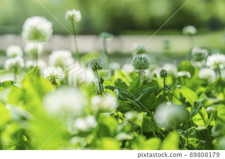 White clover clover bokeh fresh green season (2022 early summer Osaka Castle-Nishinomaru Garden) 89808179