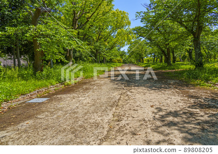 Osaka Nishinomaru Garden Walking Road (Early Summer 2022) 89808205
